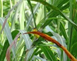 Black-necked Weaver - female_4120.jpg