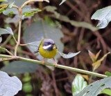 Black-throated Apalis - female_3325.jpg