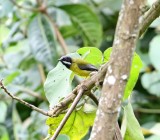 Black-throated Apalis - male_3310.jpg