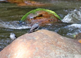 Cassins Flycatcher_3886.jpg