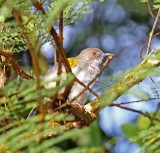 Gray-backed Camaroptera_4101.jpg