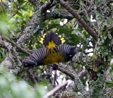 Mountain Oriole_3587.jpg