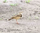 Plain-backed Pipit_5173.jpg