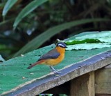 White-browed Robin-Chat_4110.jpg