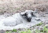 African Buffalo_5350.jpg