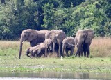 African Bush Elephant_8177.jpg