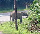 African Forest Elephant_9197.jpg