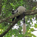 Eastern Black-and-white Colobus_4816.jpg