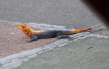 Finchs Agama_5788.jpg
