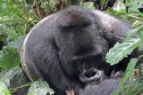 Mountain Gorilla - silverback_2647.jpg