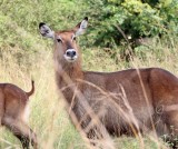 Waterbuck - female_6948.jpg