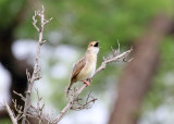Rattling Cisticola_6841.jpg
