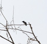 Black-and-white Shrike-flycatcher_8961.jpg