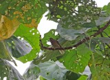 Cassins Honeybird_8881.jpg