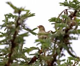 Long-tailed Cisitcola_5065.jpg