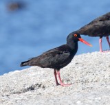 African Oystercatcher_8568.jpg