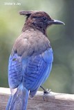 British Columbia - Stellers Jay_3900.jpg