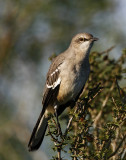 Florida - Northern Mockingbird_5979.jpg