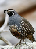 California - California Quail - male_0891.jpg
