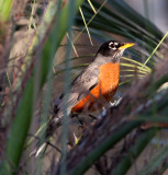 Connecticut - American Robin_6454.jpg