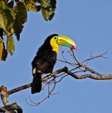 Belize - Keel-billed Toucan_6545.jpg