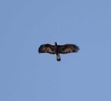 Serbia - Golden Eagle - juvenile_3303.jpg