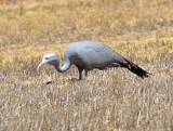 South Africa - Blue Crane_2859.jpg