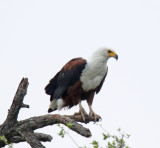 Zimbabwe - African Fish Eagle_1029.jpg