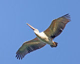 Romania - Great White Pelican_4808.jpg