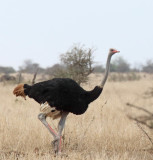 Niger - Common Ostrich - male_3956.jpg