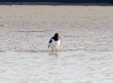 Northern Ireland - Eurasian Oystercatcher_3993.jpg