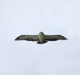 Gray-backed Hawk_5171.jpg