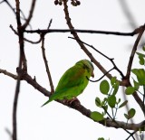 Gray-cheeked Parakeet_4433.jpg