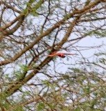 #48 Northern Carmine Bee-eater_8325.jpg