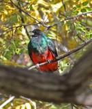 Eared Quetzal - male_6672.jpg