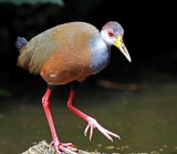 Russet-naped  Wood-Rail_0297.jpg