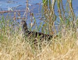 Spotted Rail_6355.jpg