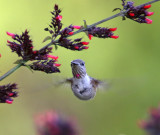 Calliope Hummingbird - juvie male_6416.jpg