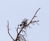 Clarks Nutcracker_8432.jpg