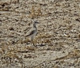 Mountain Plover - breeding_7370.jpg