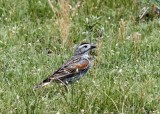 Thick-billed Longspur_7434.jpg