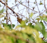 Orinoco Piculet_0645.jpg