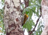 Yellow-throated Woodpecker_1179.jpg