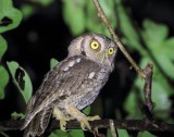 Tropical Screech Owl_4637.jpg