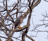 Roadside Hawk_0628.jpg
