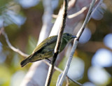 Black Manakin - female_0102.jpg