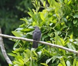 Bluish-grey Saltator_9877.jpg