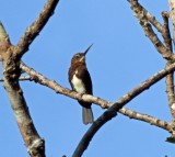 Brown Jacamar_0134.jpg