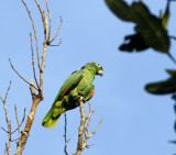 Southern Mealy Amazon_0182.jpg