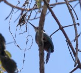 Green-tailed Jacamar_8834.jpg